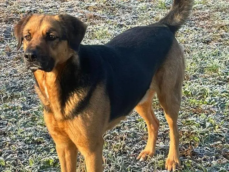 Adotta un cane, maschio, 6 anni e 9 mesi, Pavia