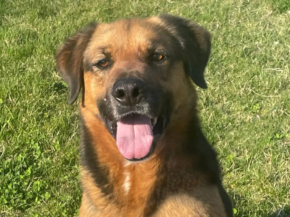 Adozione cane, maschio, Pastore tedesco Razza sconosciuta, 6 anni e 9 mesi, taglia media, Pavia