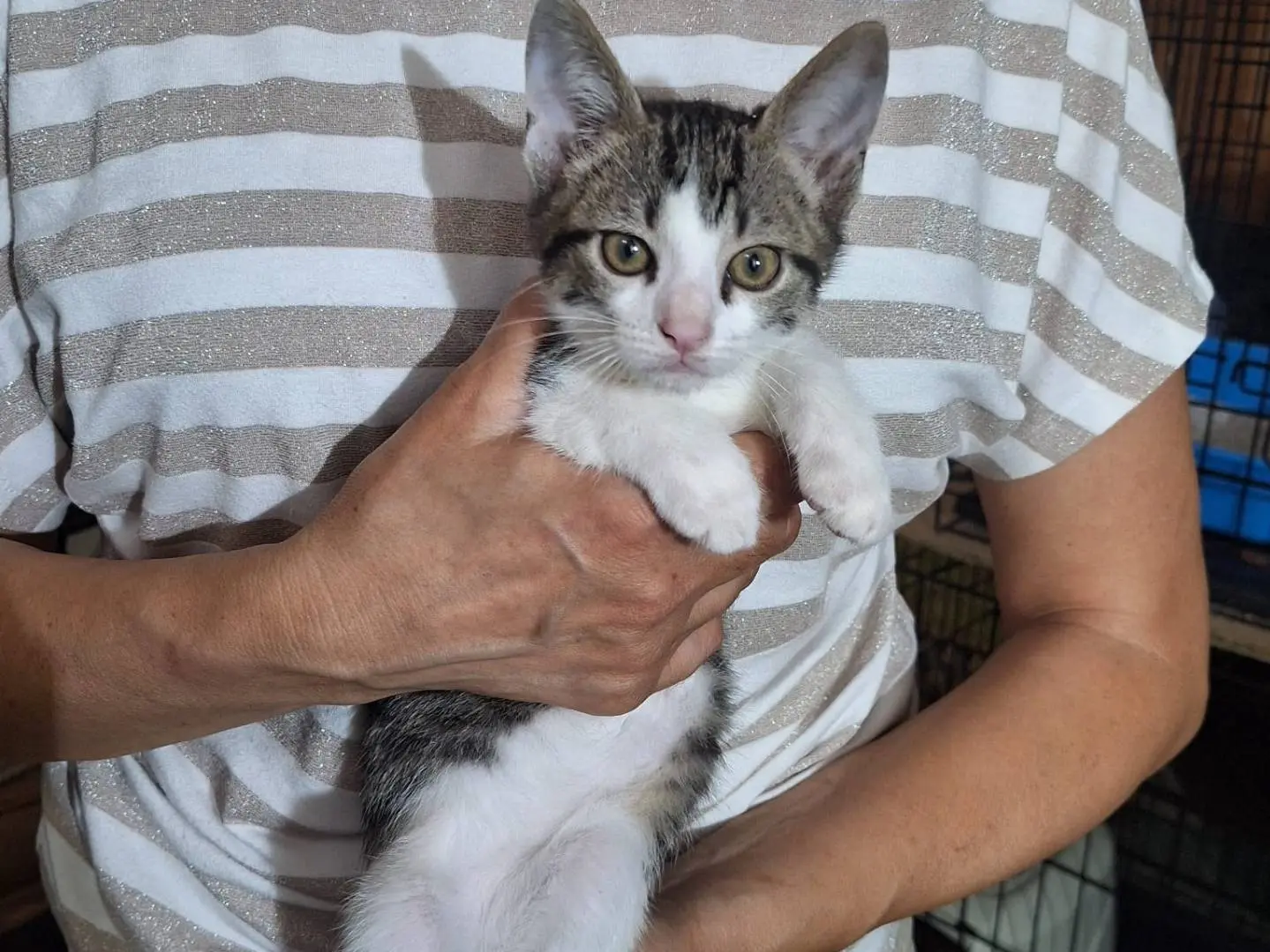 Adozione gatto, maschio, Razza sconosciuta Razza sconosciuta, 3 mesi, taglia non valida, Ferrara
