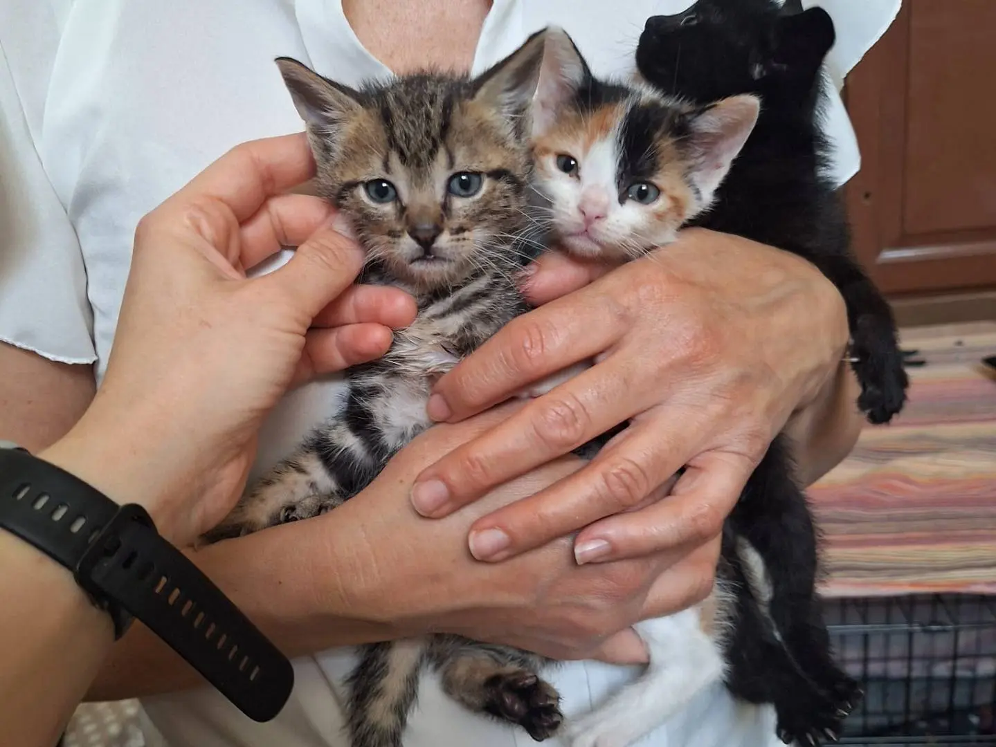Adotta il gatto Oreo e Orion a Ferrara