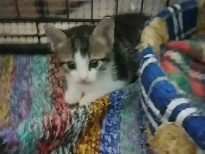 Adotta un gatto, maschio, 3 mesi, Ferrara