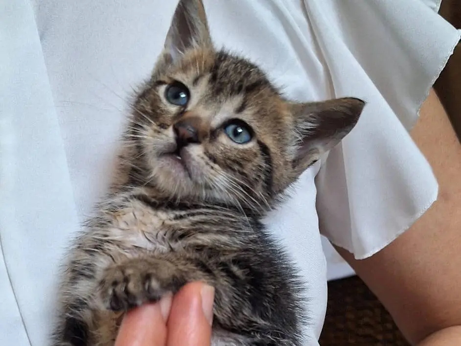 Vuoi adottare un gatto a Ferrara?