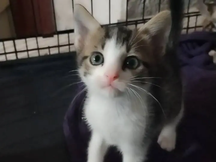 Adotta un gatto, taglia non valida, maschio, Ferrara