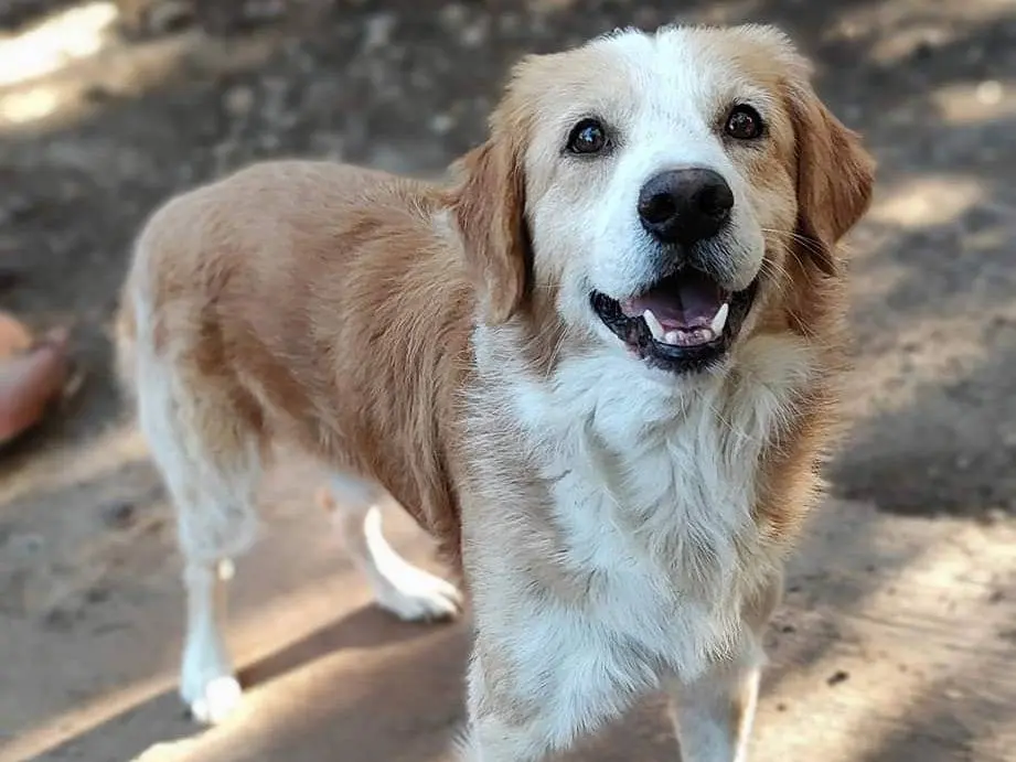 Vuoi adottare un cane a Milano?