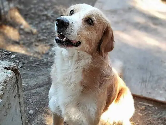 Adotta un cane, maschio, 3 anni e 8 mesi, Milano