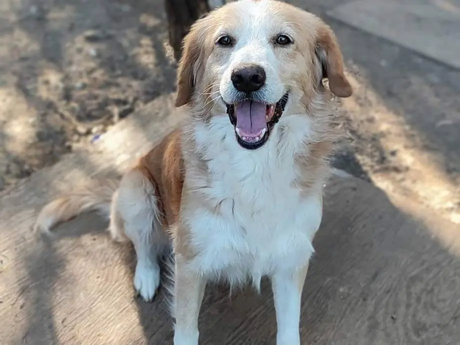 Adotta un cane, taglia media, maschio, Milano