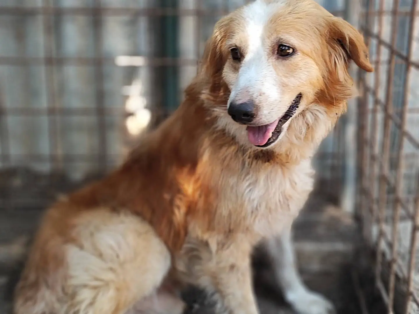 Adozione cane, maschio, Razza sconosciuta Razza sconosciuta, 3 anni e 8 mesi, taglia media, Milano