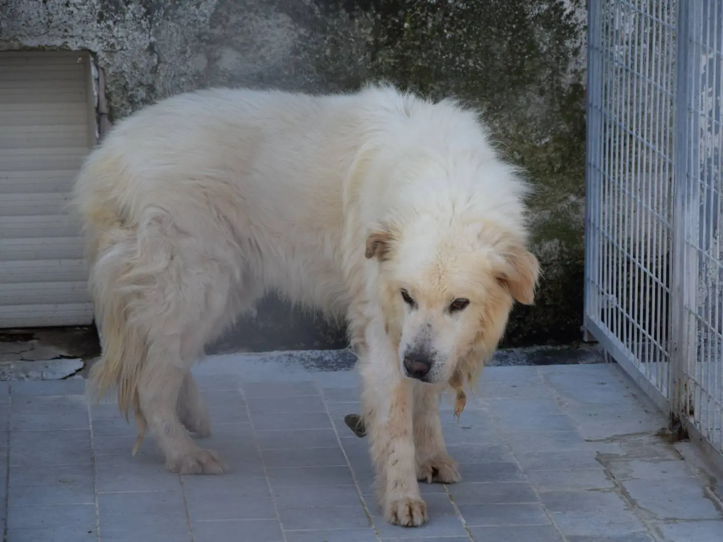 Adozione cane, maschio, Razza sconosciuta Razza sconosciuta, 13 anni e 10 mesi, taglia grande, Chieti