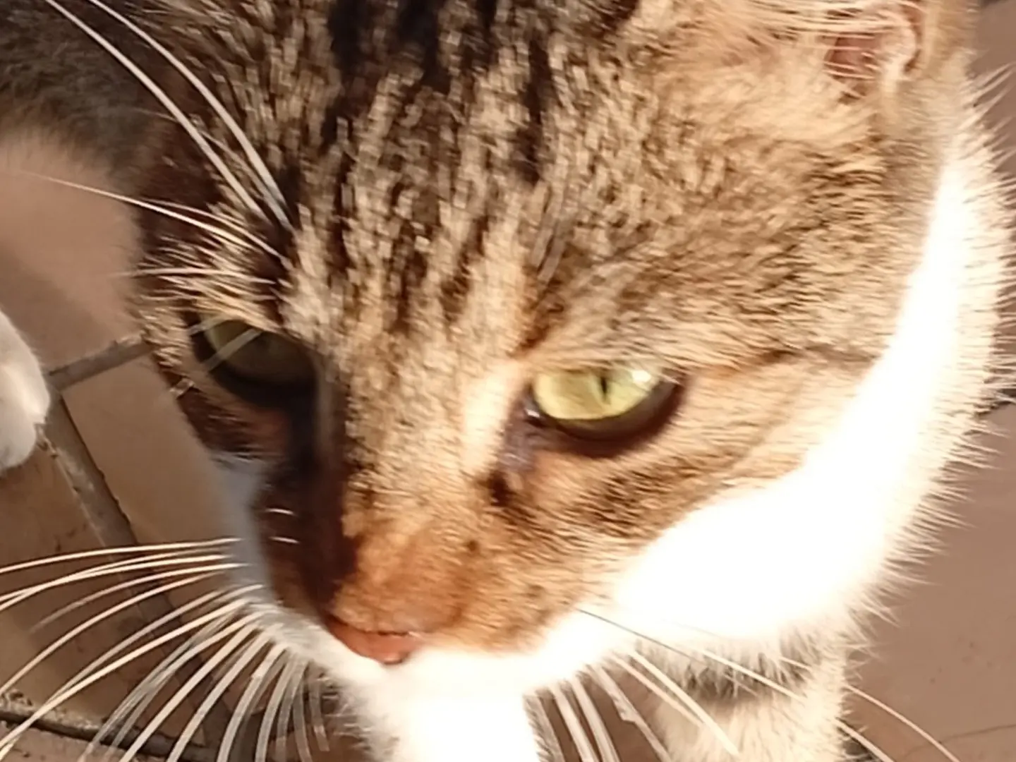 Adozione gatto, femmina, Razza sconosciuta Razza sconosciuta, 6 mesi, taglia non valida, Napoli
