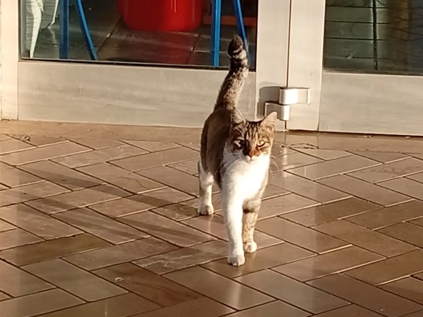 Adotta un gatto, taglia non valida, femmina, Napoli