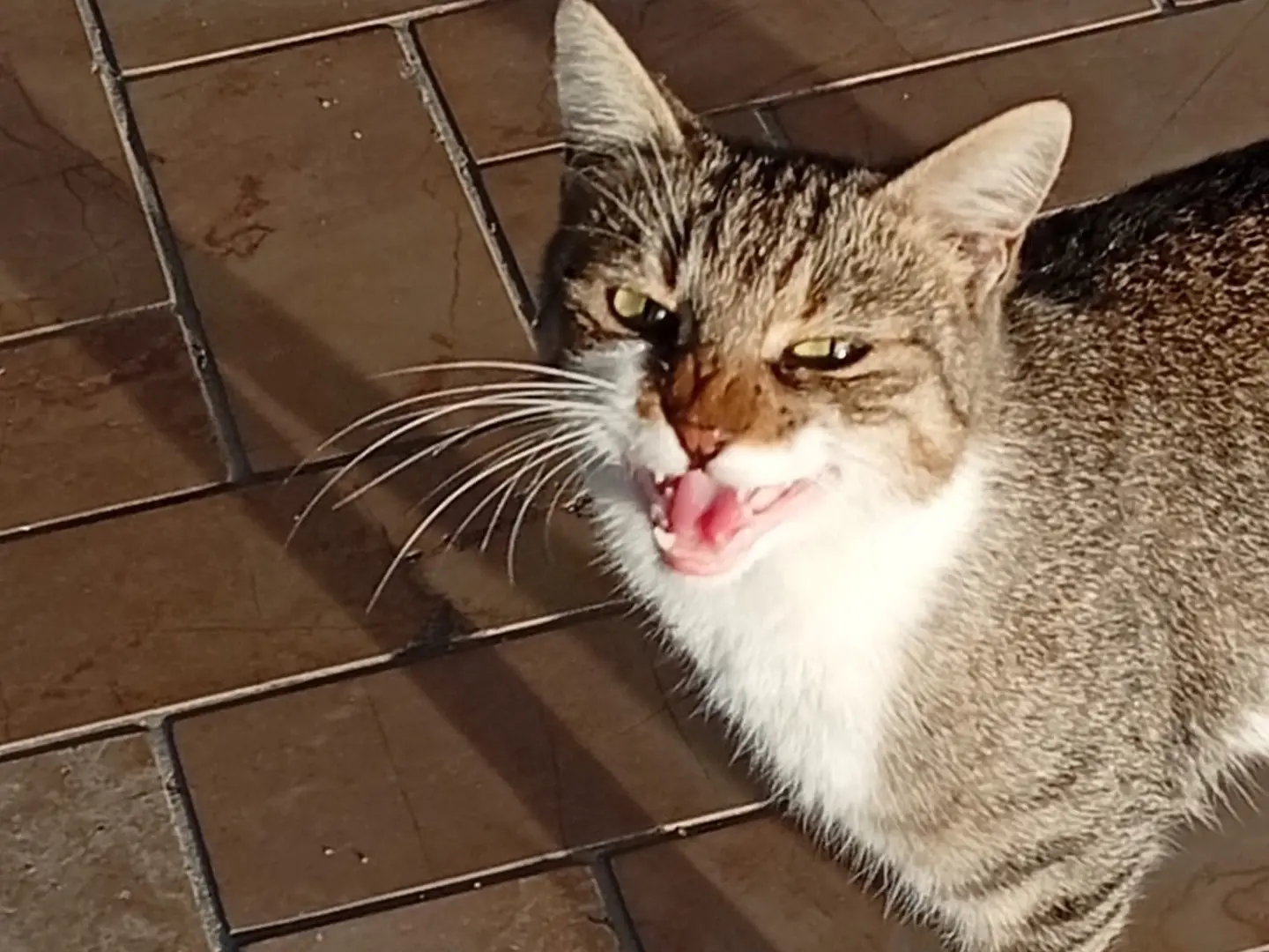 Adotta un gatto, femmina, 6 mesi, Napoli