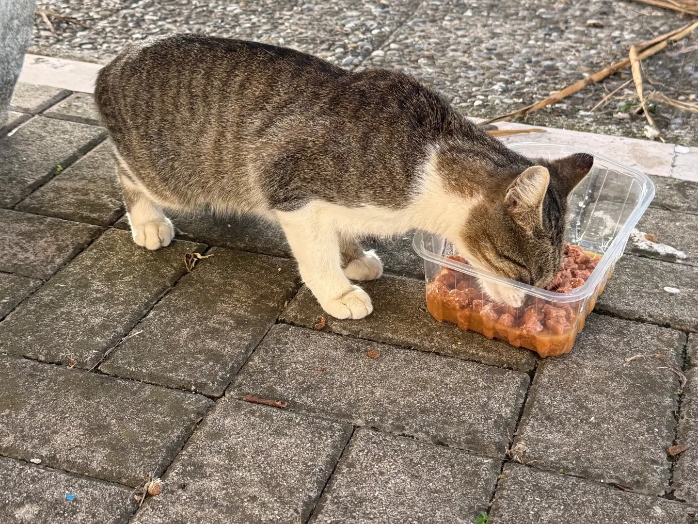 Vuoi adottare un gatto a Napoli?