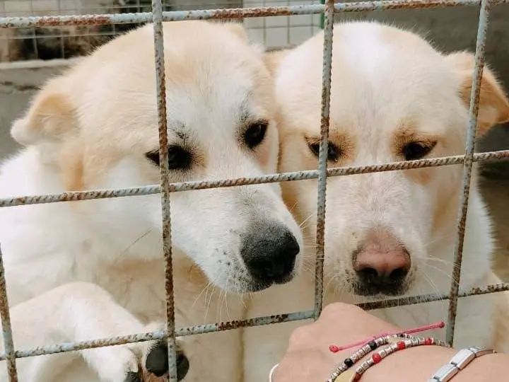 Adozione cane, femmina, Akita Razza sconosciuta, 3 anni e 3 mesi, taglia media, Crotone