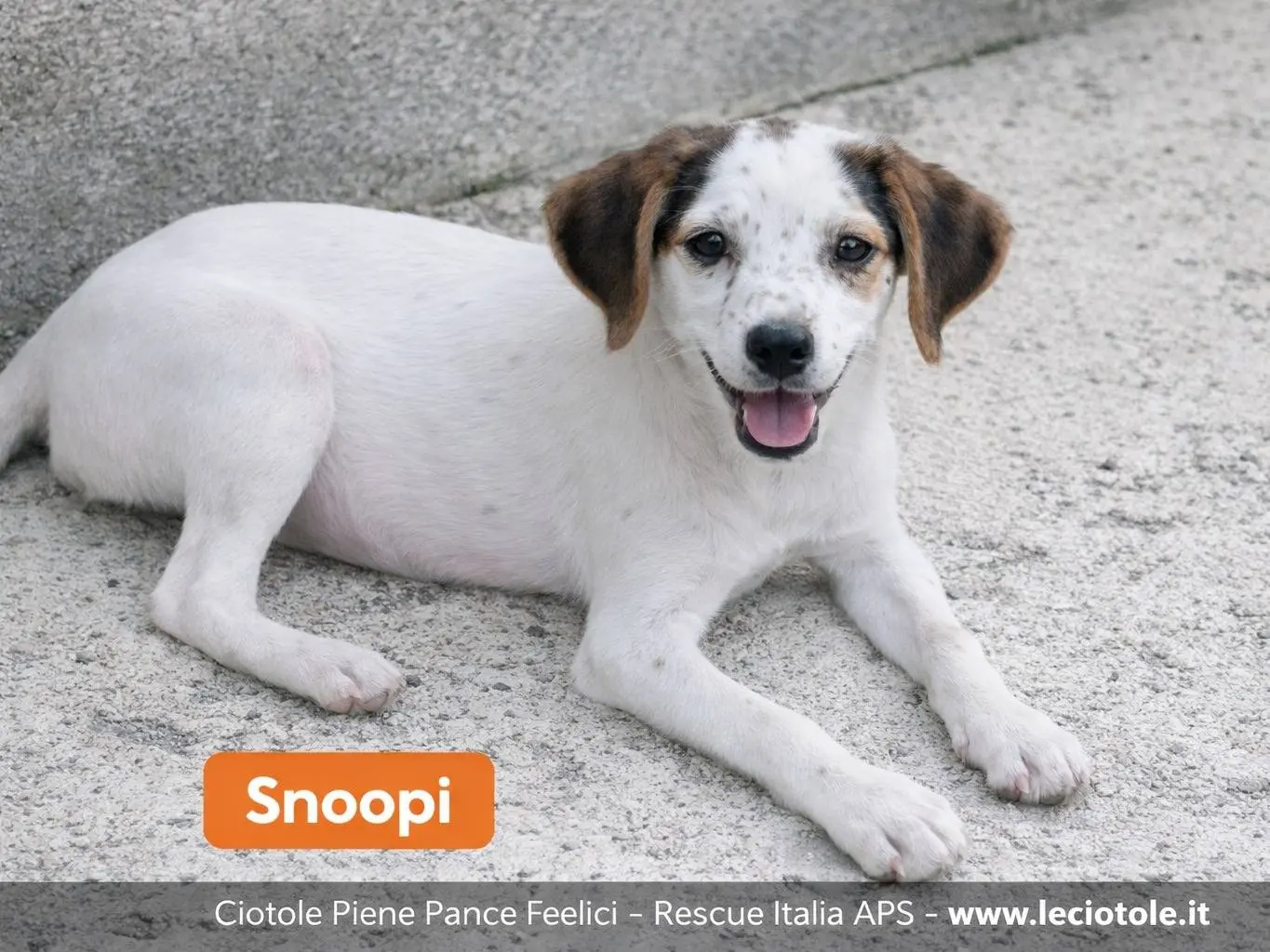 Adozione cane, maschio, Razza sconosciuta Razza sconosciuta, 4 mesi, taglia media, Avellino