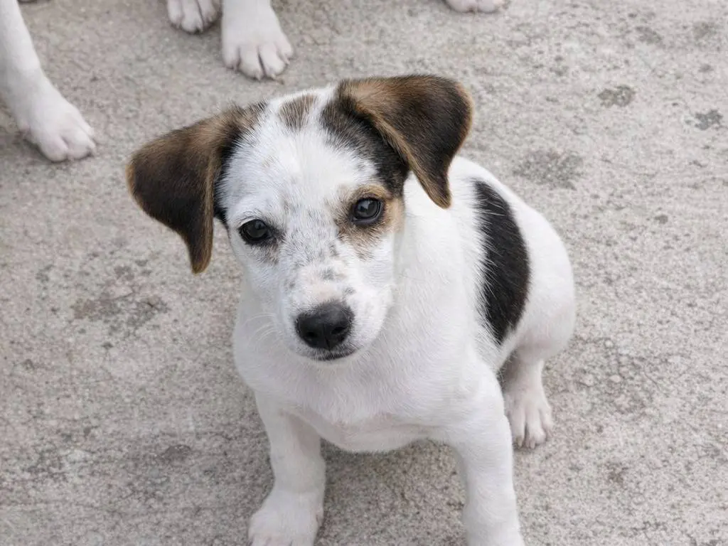 Adotta un cane, taglia media, maschio, Avellino