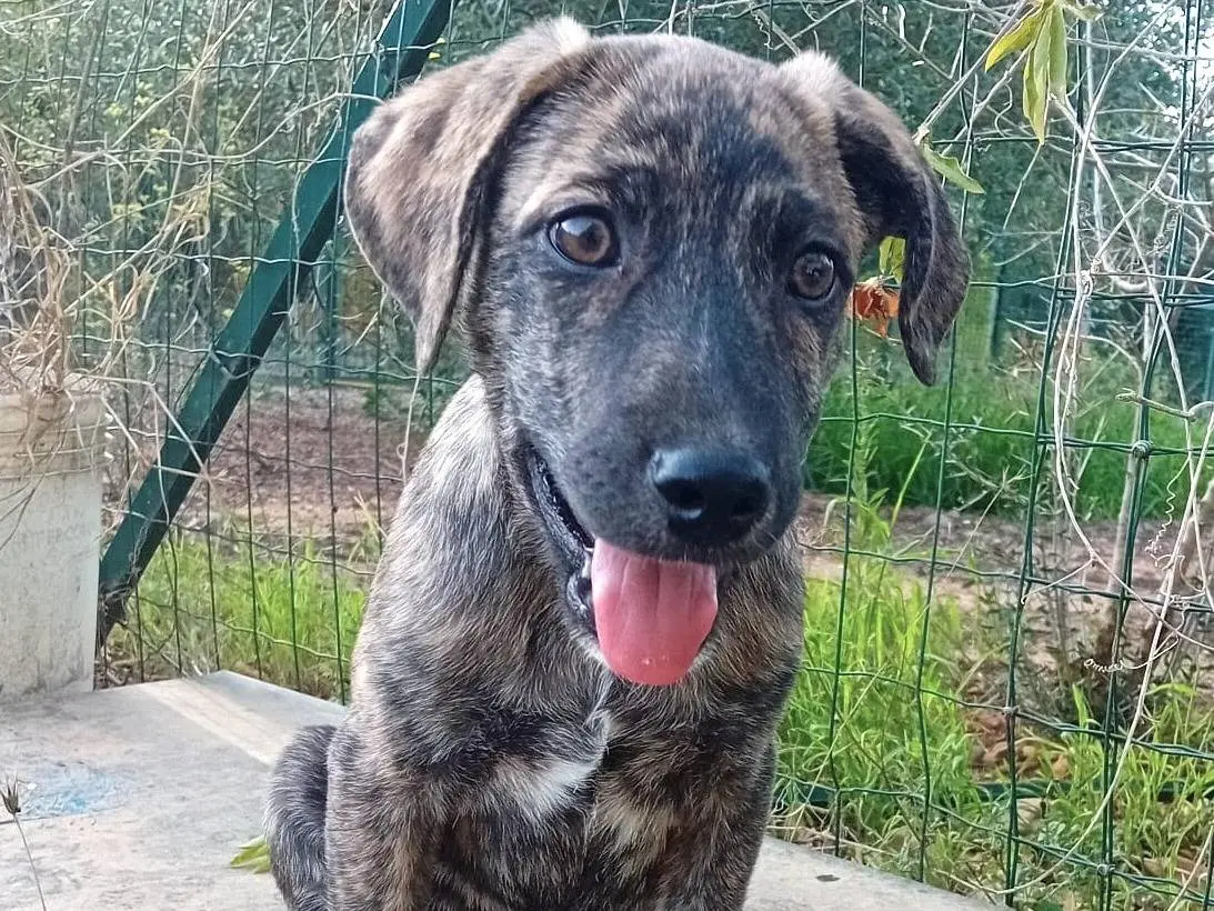 Vuoi adottare un cane a Sud?
