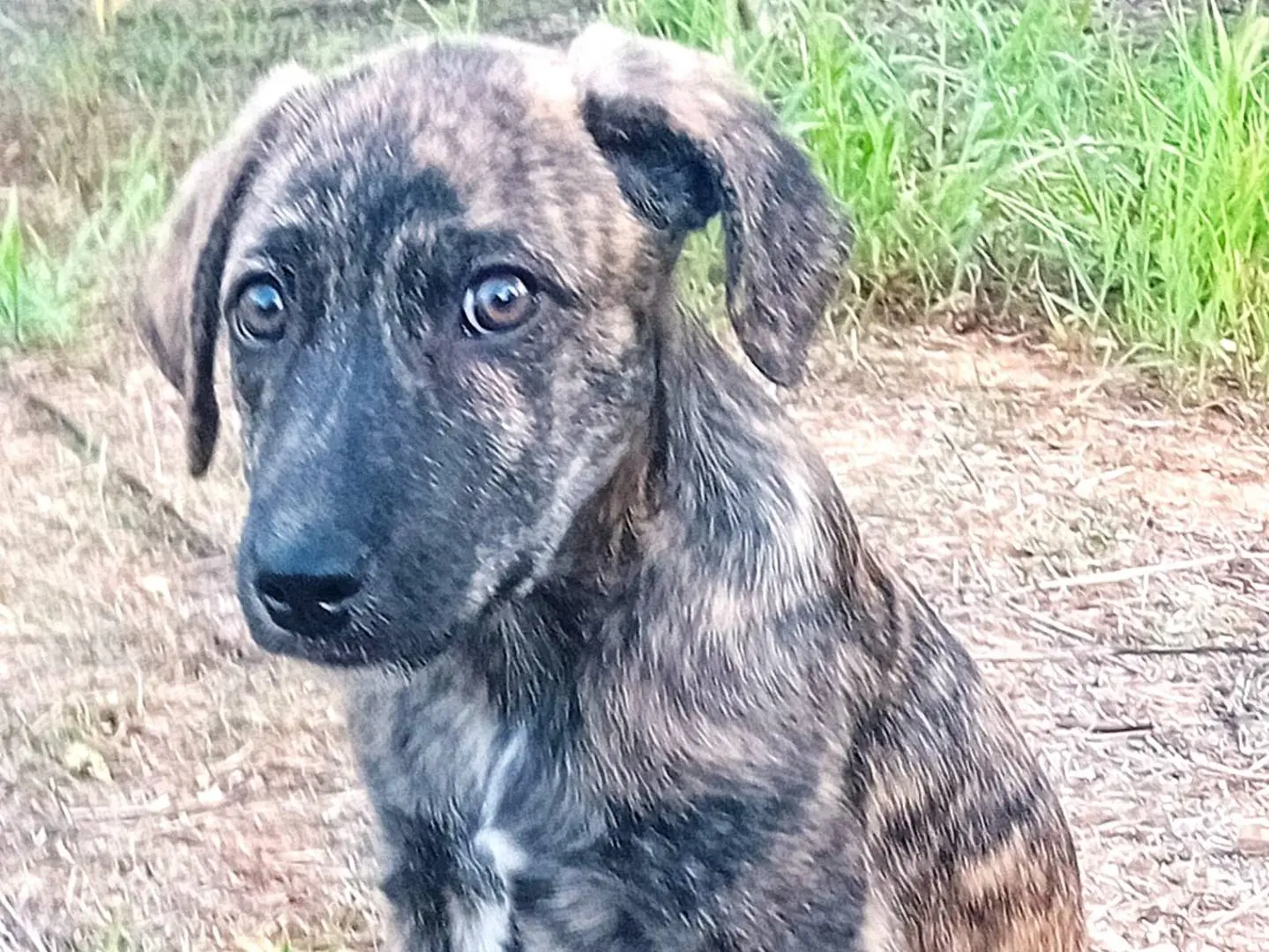 Adotta un cane, maschio, 1 anno e 4 mesi, Sud