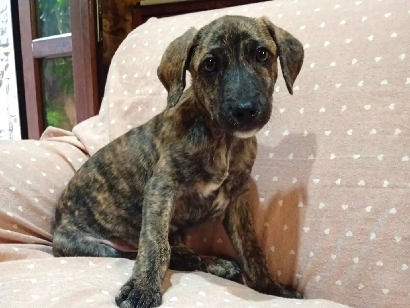 Adozione cane, maschio, Razza sconosciuta Razza sconosciuta, 1 anno e 4 mesi, taglia media contenuta, Sud