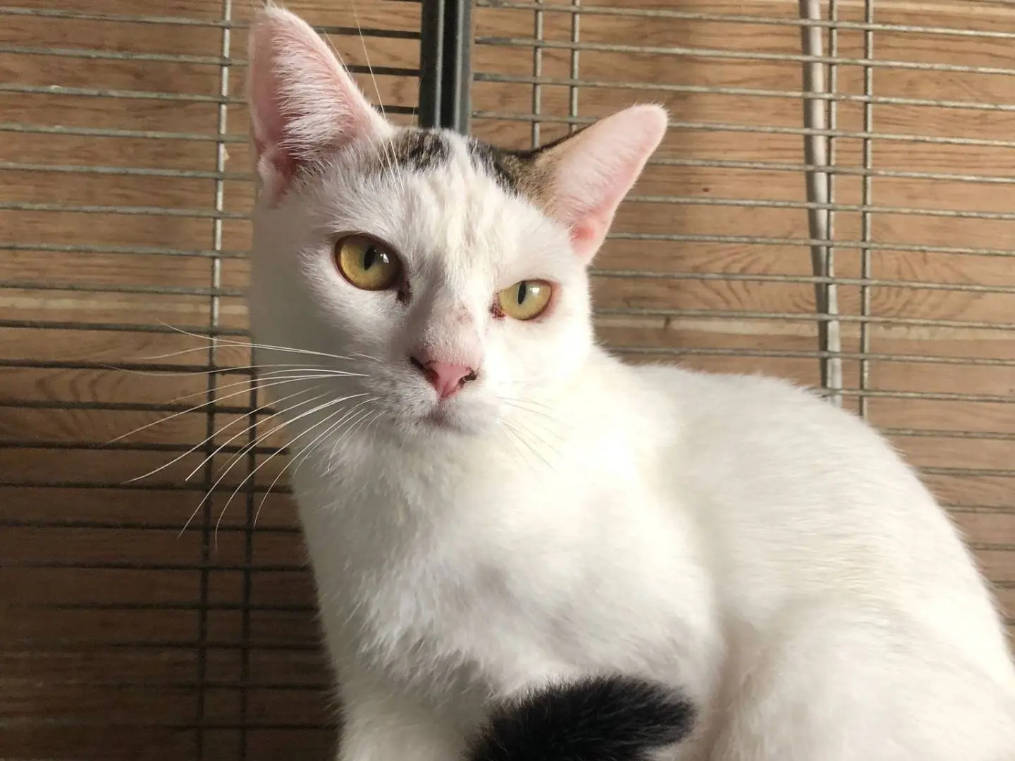 Adozione gatto, maschio, Razza sconosciuta Razza sconosciuta, 2 anni e 6 mesi, taglia non valida, Milano