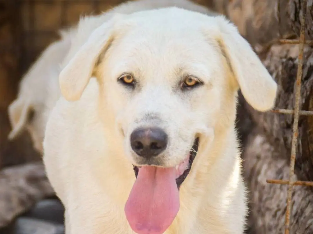 Adozione cane, maschio, Razza sconosciuta Razza sconosciuta, 3 anni e 11 mesi, taglia grande, Crotone