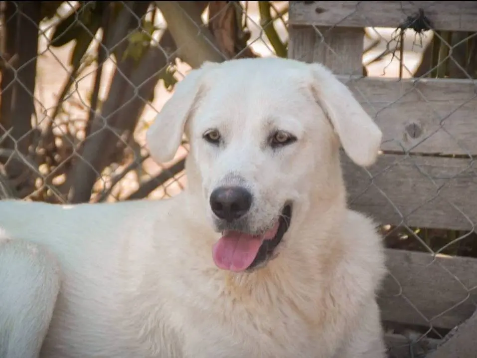 Adotta un cane, maschio, 3 anni e 11 mesi, Crotone