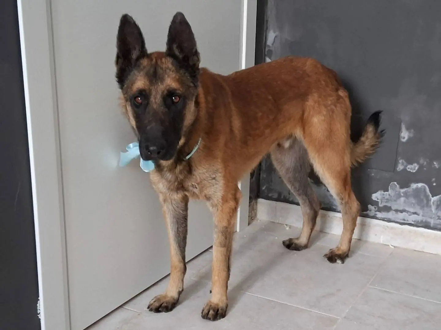 Adozione cane, maschio, Pastore Belga Malinois Razza sconosciuta, 2 anni e 11 mesi, taglia media, Taranto