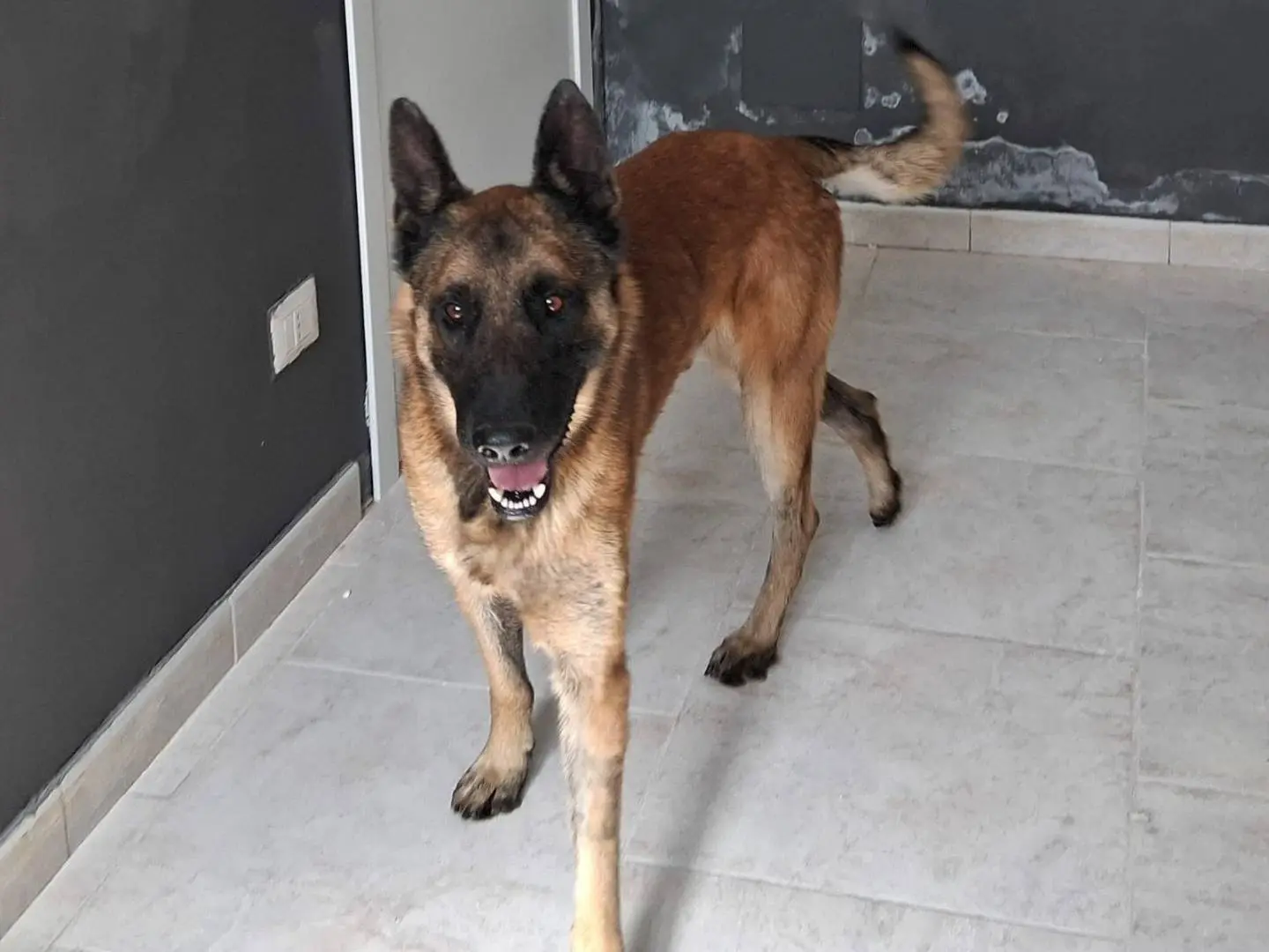 Adotta un cane, maschio, 2 anni e 11 mesi, Taranto
