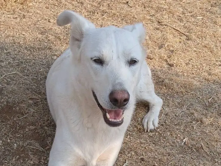 Adotta un cane, femmina, 4 anni, Bari