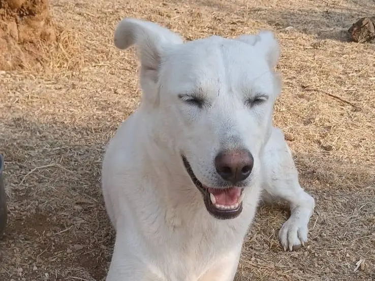 Adotta un cane, taglia grande, femmina, Bari
