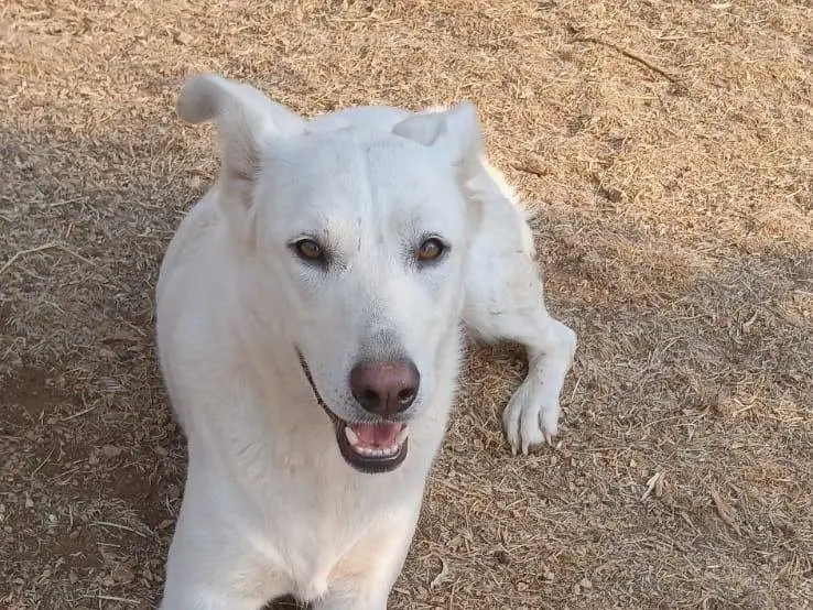 Adotta il cane Nala a Bari