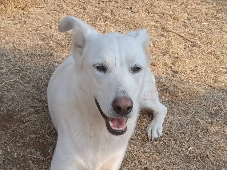 Vuoi adottare un cane a Bari?