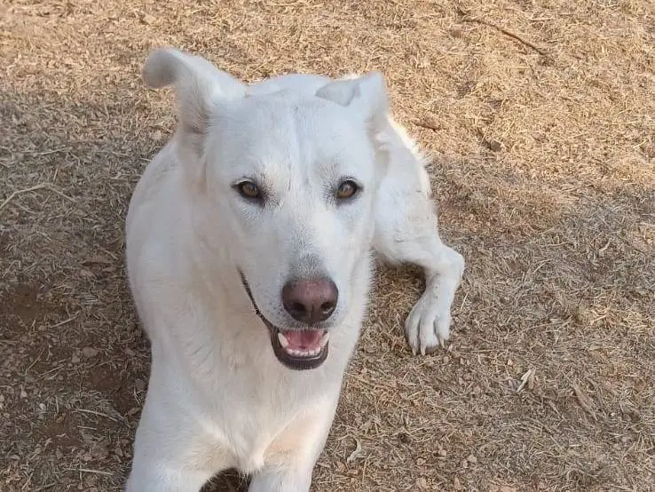 Adozione cane, femmina, Pastore svizzero Razza sconosciuta, 4 anni, taglia grande, Bari
