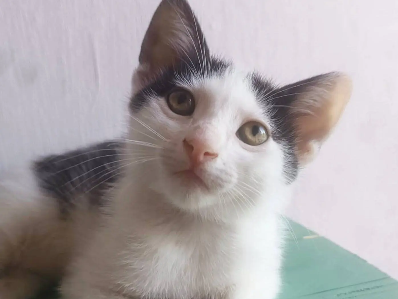 Adotta un gatto, maschio, 5 mesi, Torino