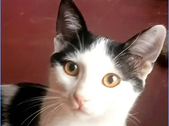 Adozione gatto, maschio, Razza sconosciuta Razza sconosciuta, 5 mesi, taglia non valida, Torino