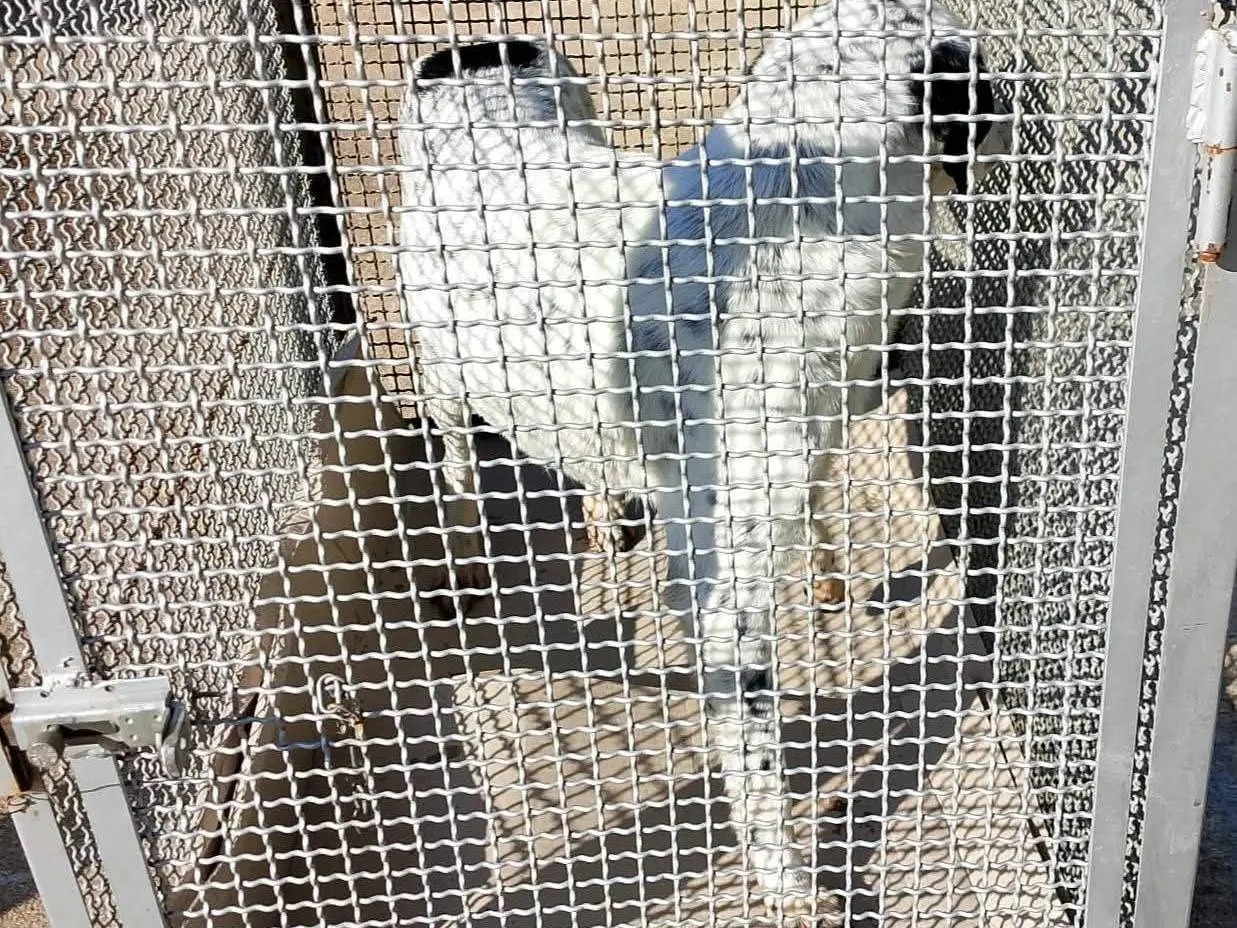 Vuoi adottare un cane a Napoli?