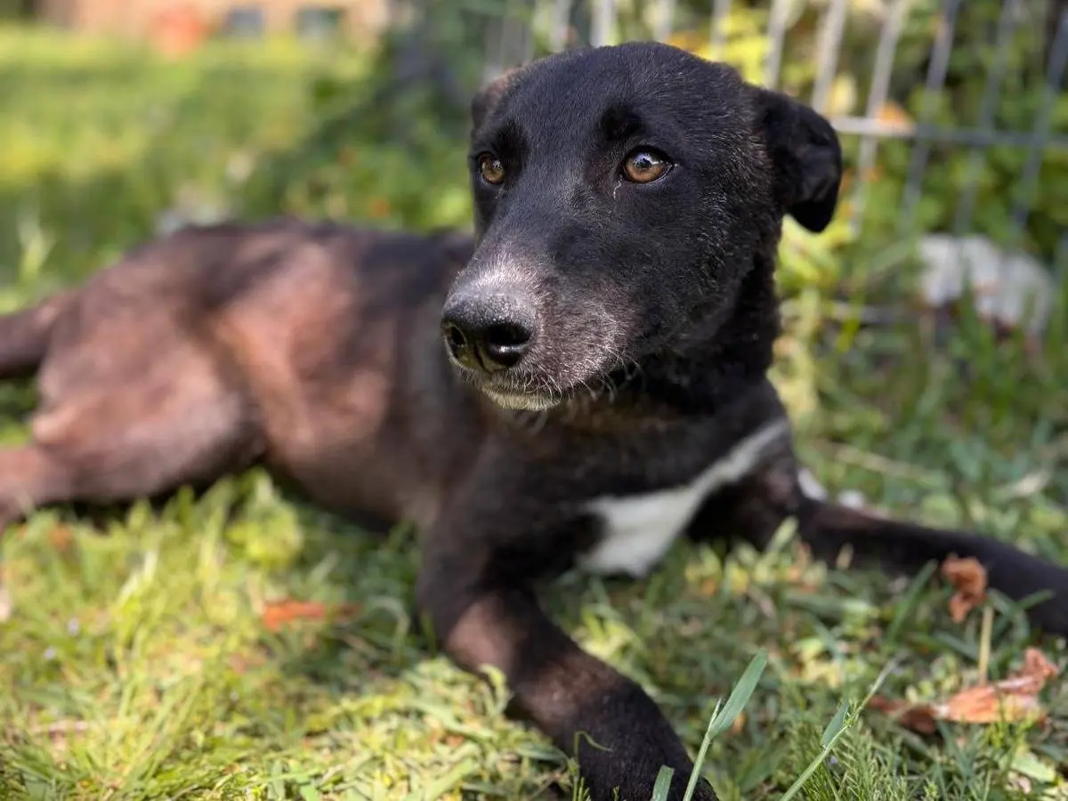 Vuoi adottare un cane a Siracusa?