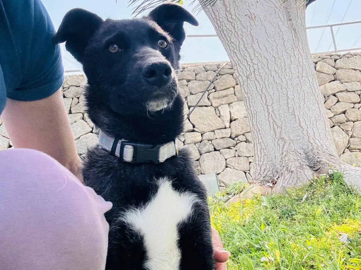 Adotta un cane, femmina, 10 mesi, Siracusa