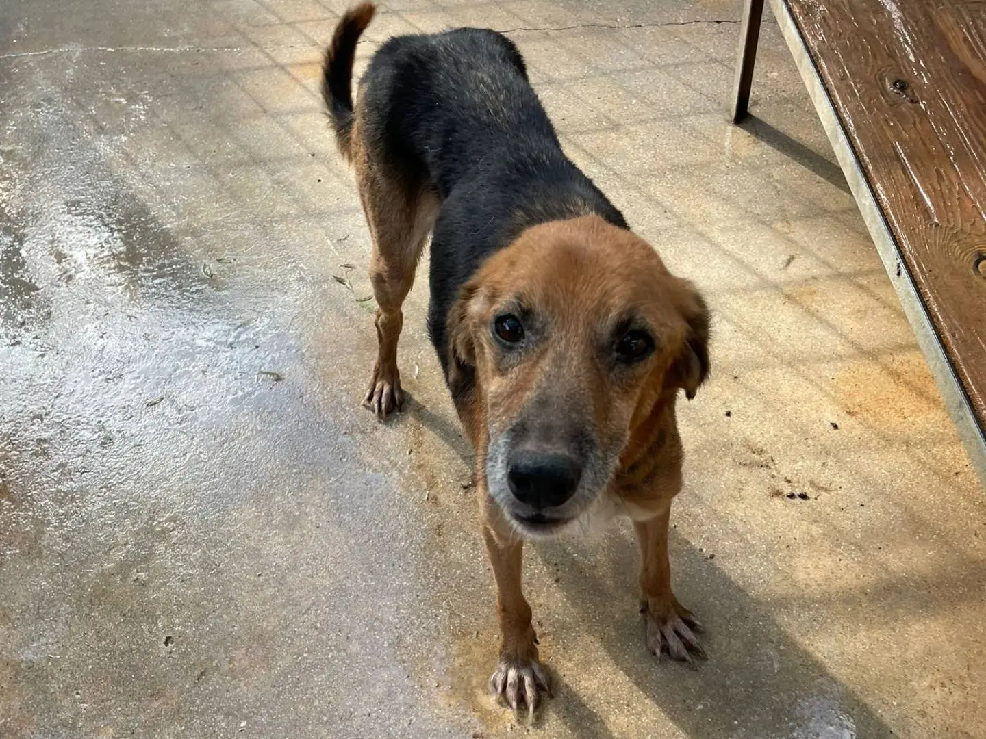 Adozione cane, maschio, Razza sconosciuta Razza sconosciuta, 8 anni e 9 mesi, taglia media, Frosinone