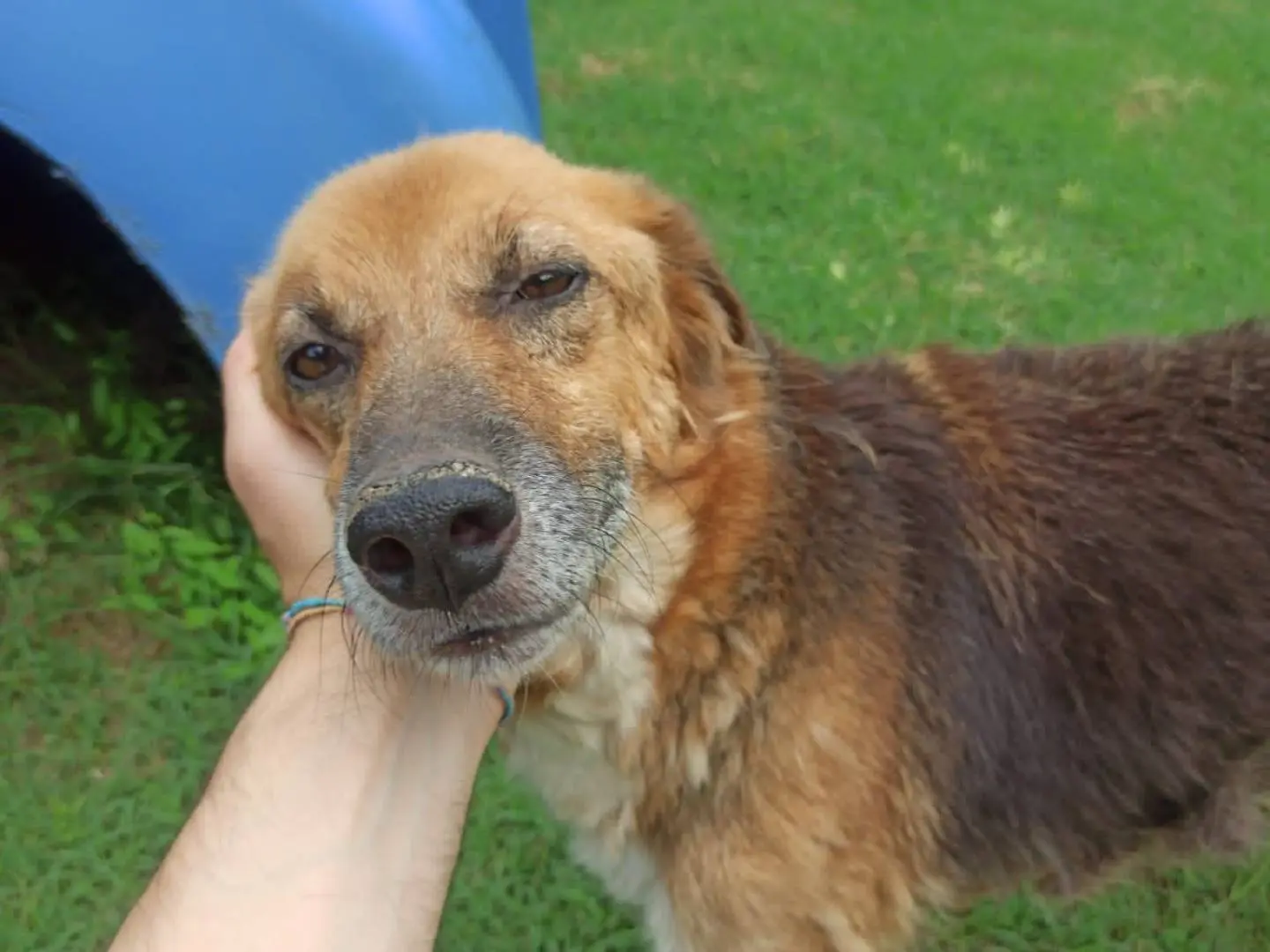 Adotta un cane, taglia media, maschio, Frosinone