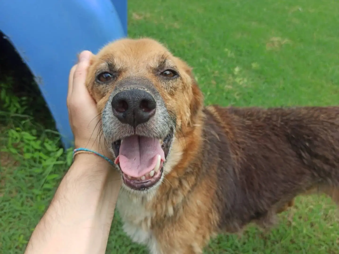 Adotta un cane, maschio, 8 anni e 9 mesi, Frosinone