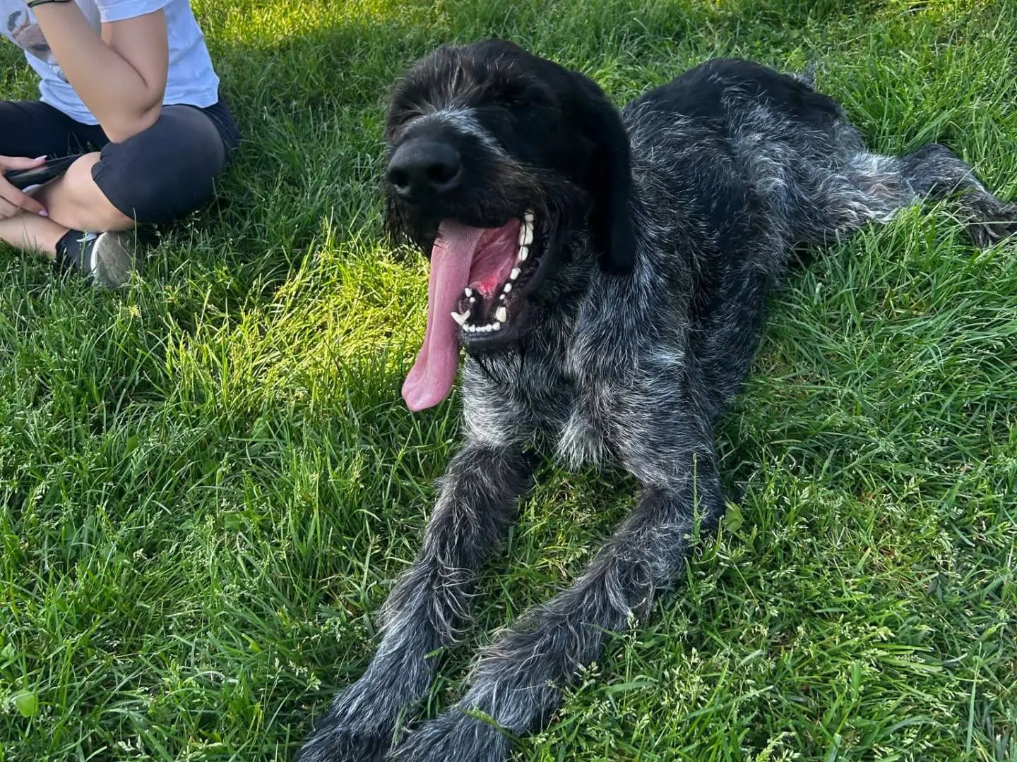 Adotta il cane IBRA a Milano