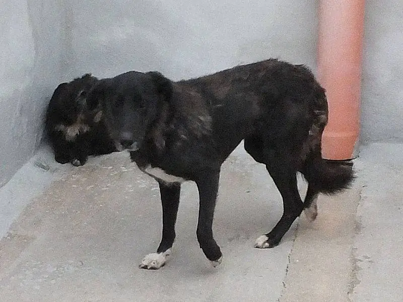 Adotta il cane AMANDA a Frosinone