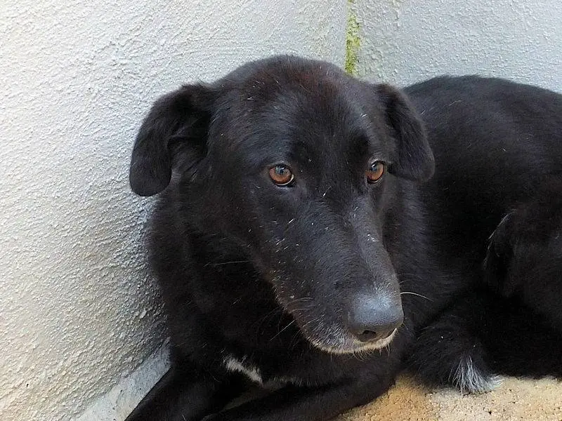 Vuoi adottare un cane a Frosinone?
