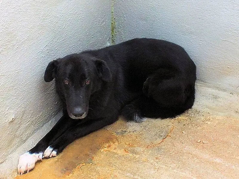Adotta un cane, taglia media, femmina, Frosinone