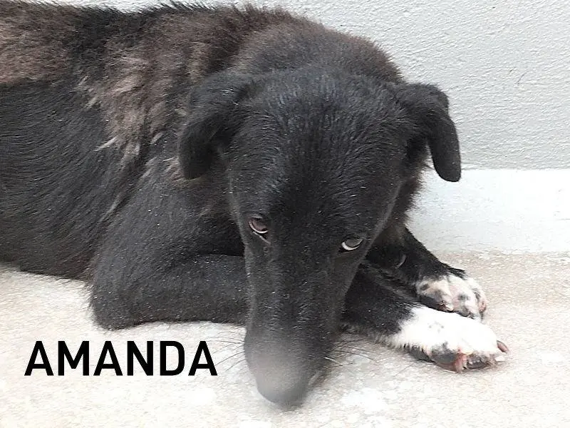Adozione cane, femmina, Razza sconosciuta Razza sconosciuta, 11 anni e 2 mesi, taglia media, Frosinone