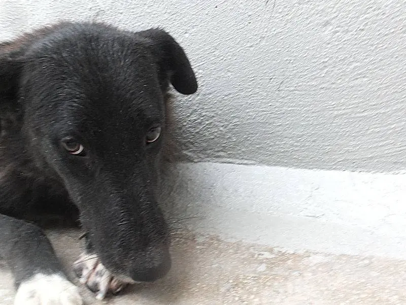 Adotta un cane, femmina, 11 anni e 2 mesi, Frosinone