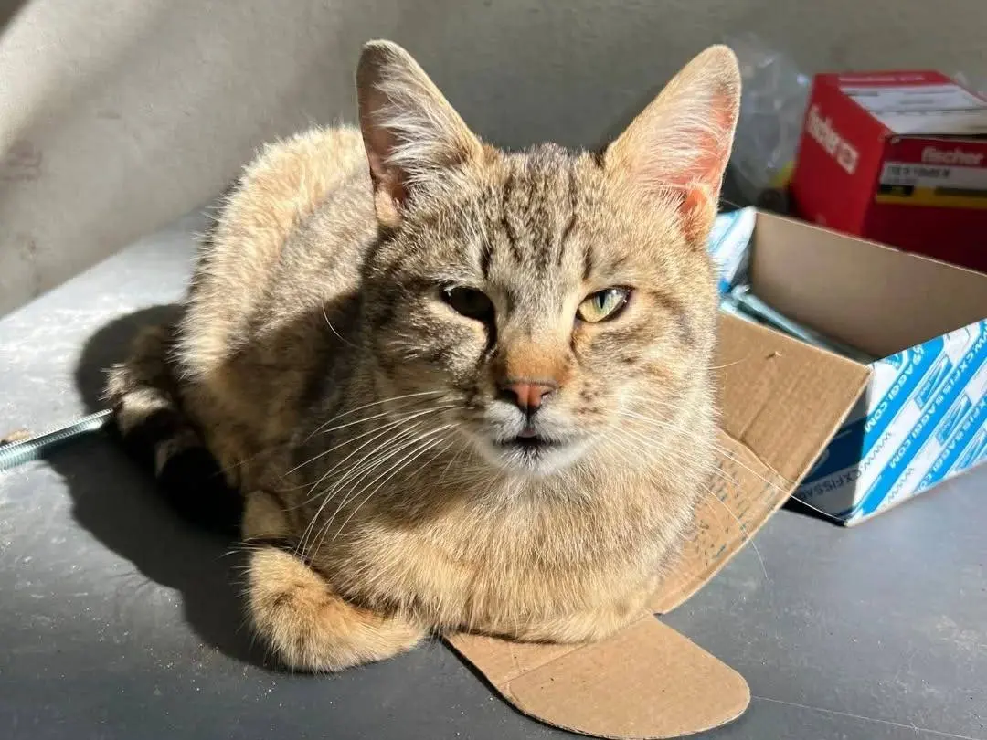 Adotta un gatto, maschio, 11 mesi, Napoli