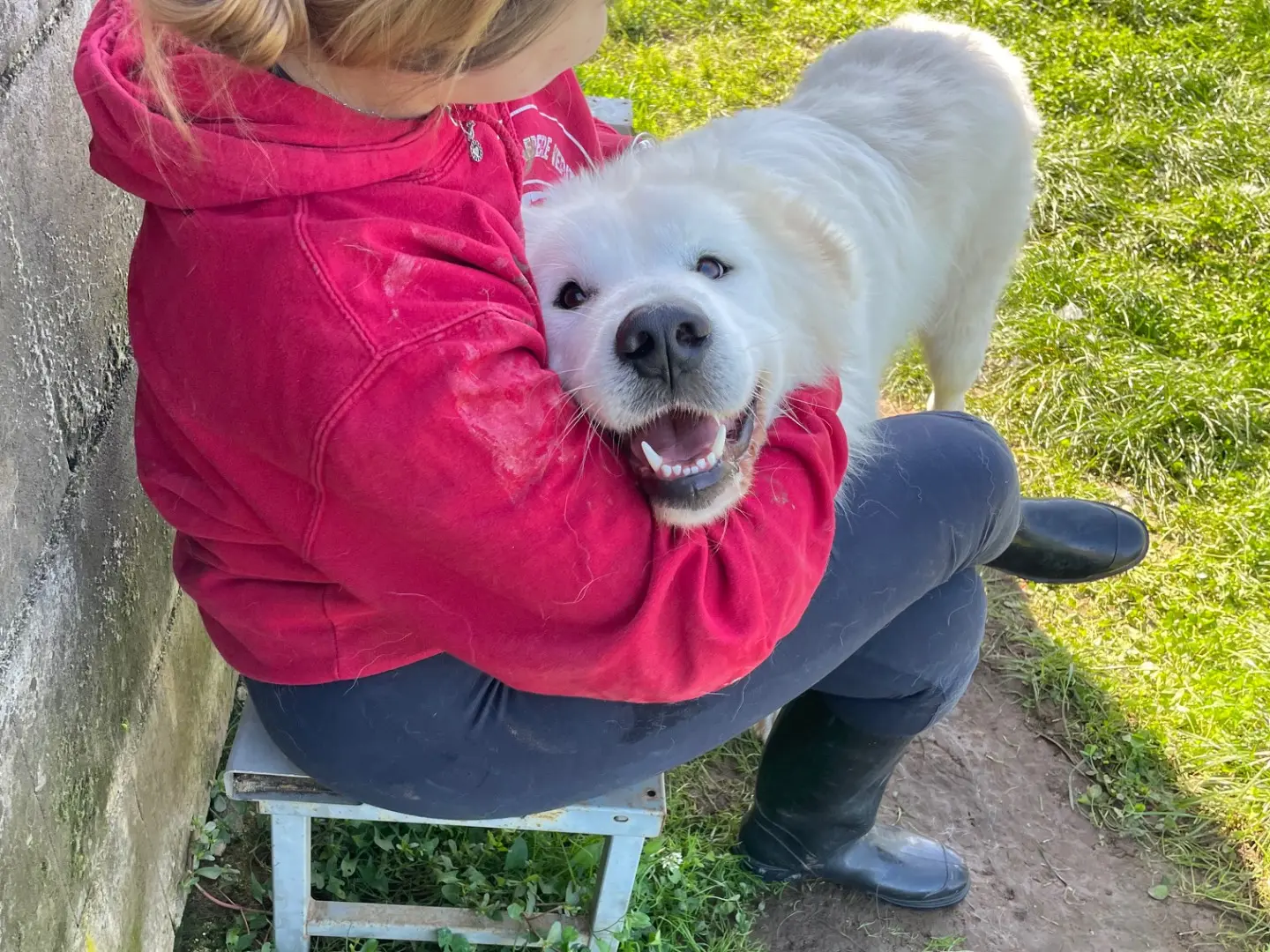 Adotta un cane, maschio, 3 anni e 8 mesi, Frosinone