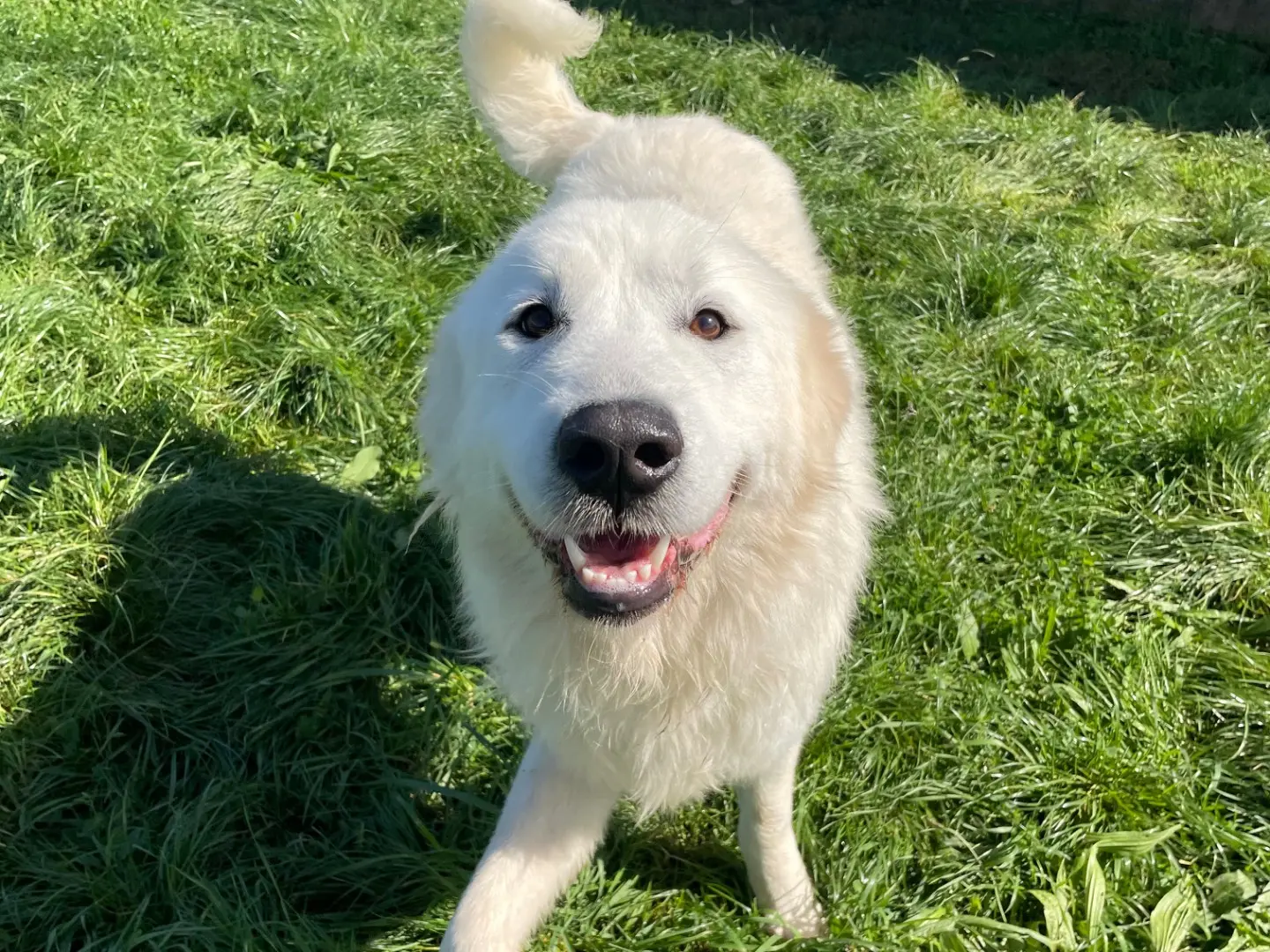 Adozione cane, maschio, Pastore maremmano Razza sconosciuta, 3 anni e 8 mesi, taglia gigante, Frosinone