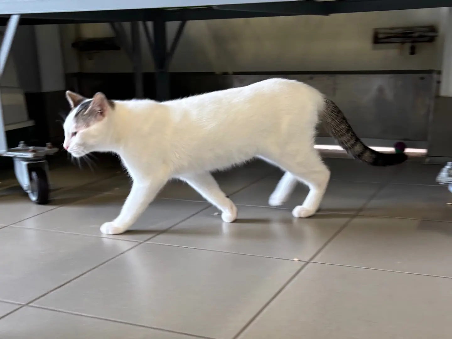 Adotta un gatto, maschio, 6 mesi, Brescia